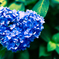 紫陽花01