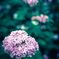 紫陽花02