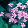紫陽花03