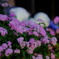 紫陽花