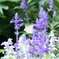 IMGP0354-2