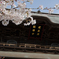 円覚寺と桜
