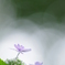 煌～梅雨空の中見つけた