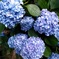 紫陽花