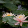 Water lily -2-