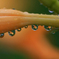 　　　水中花