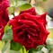 red rose