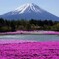 富士山と芝桜