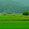 由利高原鉄道 