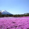 富士山と芝桜