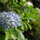 紫陽花　part1