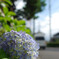紫陽花 part2