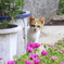 紅い花と野良猫