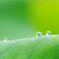 雨上がりの楽しみ、その１