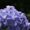 紫陽花