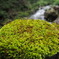 苔の花