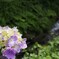 渓流と紫陽花