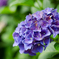 紫陽花