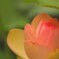 蓮の花　ピンク