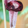 DPP_67136