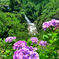 紫陽花と観音の滝