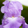SDIM0423