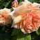 rose garden 04