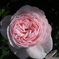 rose garden 05