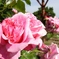 rose garden 07