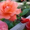 rose garden 09