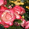 rose garden 10