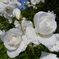 rose garden12