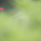 花便り　- 秋桜序章 -