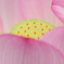蓮