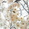 伸びやかに桜咲く＾＾