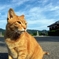 愛猫