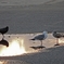 夕日と海鳥