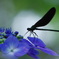 紫陽花の花に羽黒蜻蛉