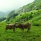Switzerland 2