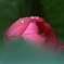 　　　花ハスの詩　5