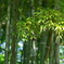 2009　鎌倉　