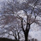 黒岩の夫婦桜