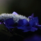 花便り　- 蒼冠の両性花 -