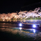 京都夜桜