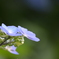 紫陽花2013-3