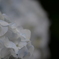 紫陽花2013-4