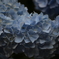 紫陽花2013-2