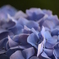 紫陽花2013-1