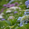 紫陽花2013