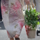 夏！